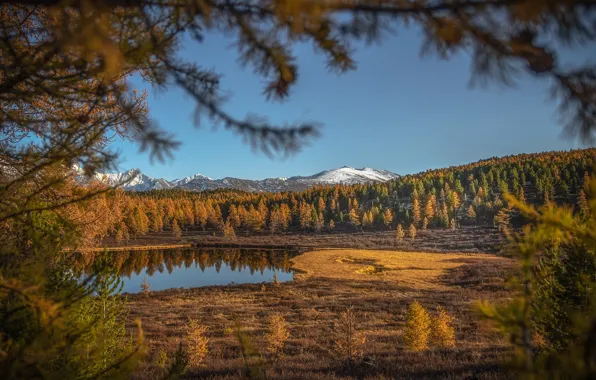 Картинка осень, пейзаж, горы, природа, озеро, леса, Алтай