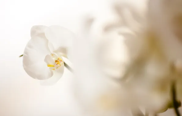 Цветок, лепестки, белая, орхидея