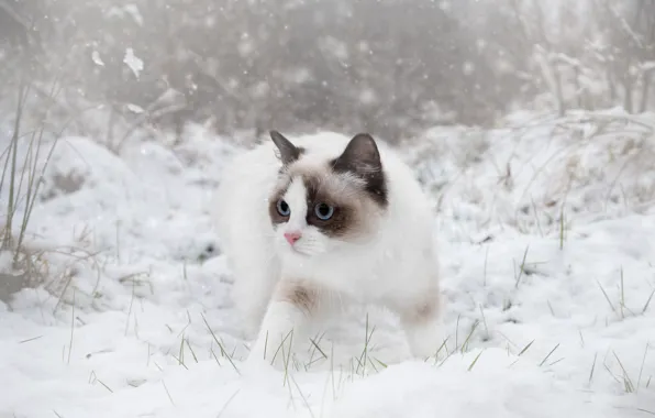Зима, кошка, трава, кот, взгляд, снег, ветки, природа