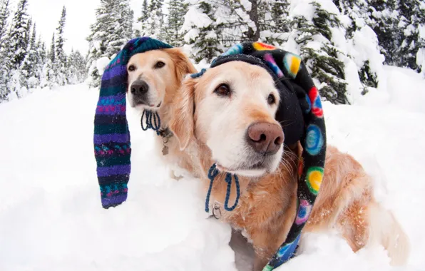 Картинка зима, собаки, шапки
