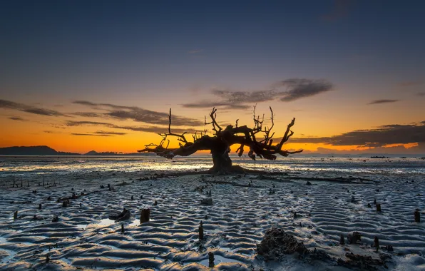 Дерево, отлив, Индонезия, зарево, остров Ломбок, Awang Beach