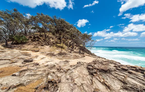 Картинка деревья, океан, побережье, Австралия, Australia, Queensland, North Stradbroke Island