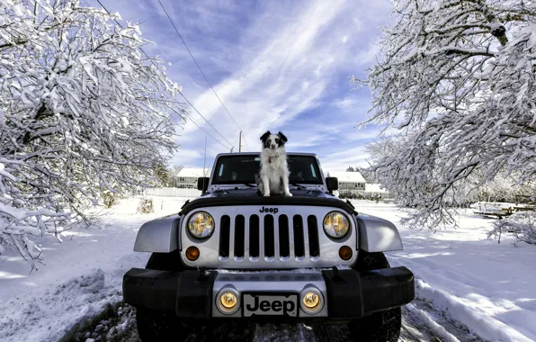 Картинка зима, машина, снег, собака, Jeep, Jeep Wrangler