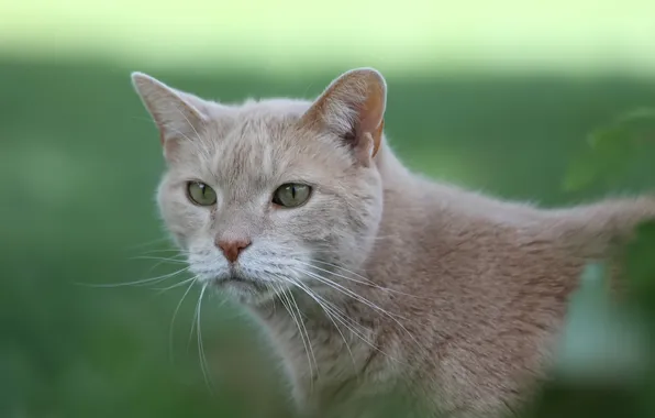 Кошка, кот, усы, зелёный фон