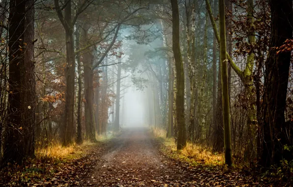Картинка дорога, лес, природа