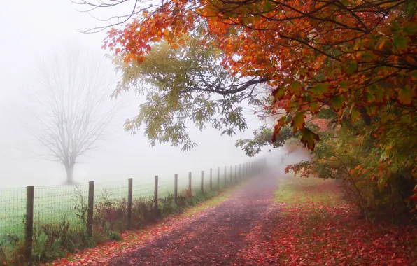 Картинка листья, деревья, туман, парк, забор, человек, Осень, дорожка