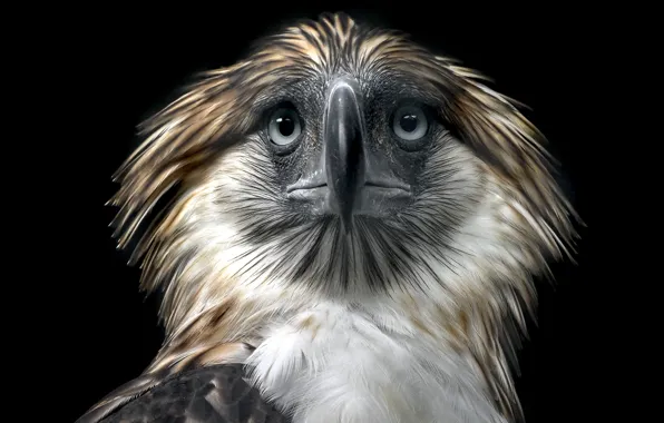 Картинка фон, птица, Philippine Eagle