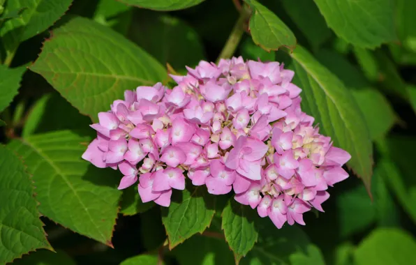 Картинка Pink flowers, Гортензия, Hydrangea, Розовые цветы, Зелёные листья, Green leaves