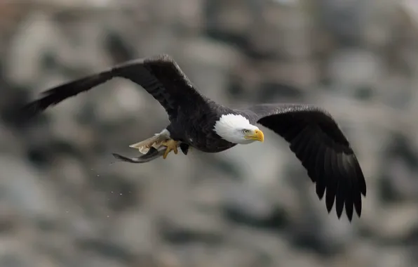 Полет, крылья, Птица, bird, взмах, белоголовый орлан, bald eagle