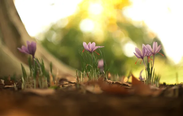 Картинка цветы, природа, весна