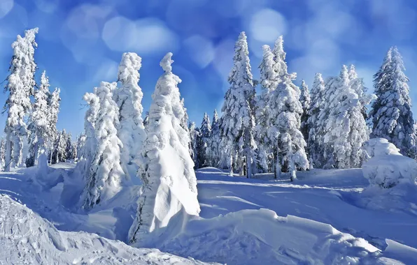 Зима, снег, деревья, пейзаж, природа, елки, ели, сугробы