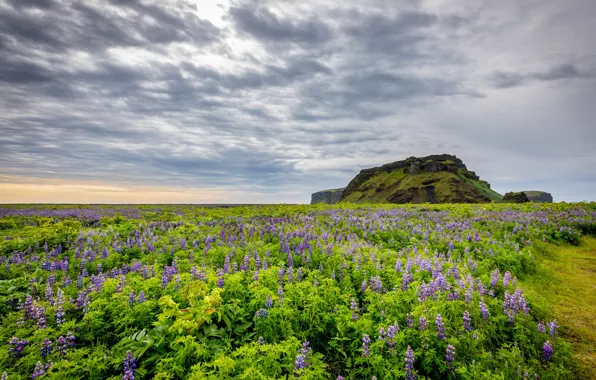 Картинка поле, Исландия, Iceland, люпин