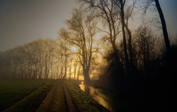 Картинка дорога, природа, туман, утро