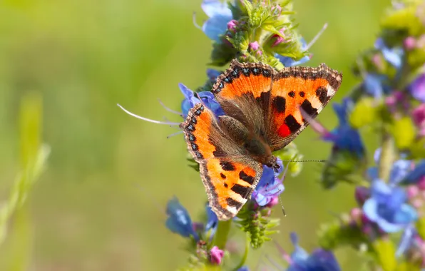 Flower, butterfly, color, insect