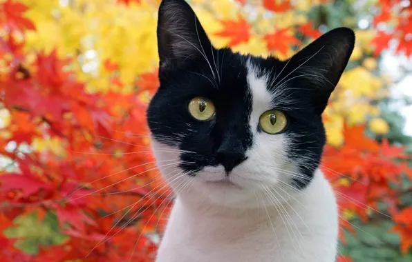 Cat, autumn, foliage