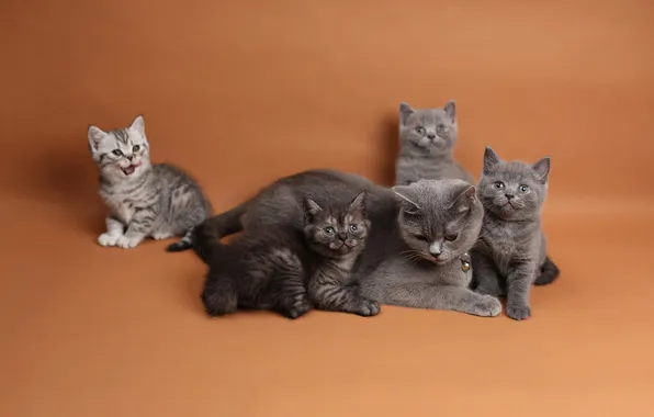 Кошка, взгляд, кошки, поза, котенок, котята, малыши, мама