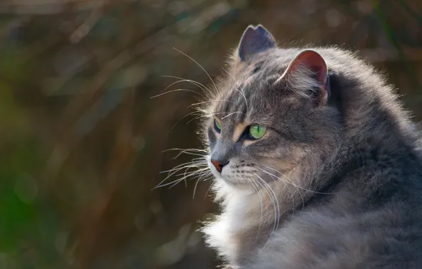 Кошка, кот, серый, портрет