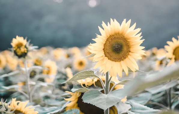 Картинка field, nature, flowers, plants, sunflowers, flowering, macros