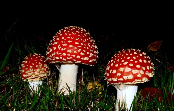 Трава, ночь, грибы, мухомор, мухоморы