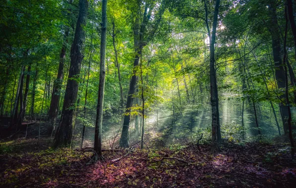 Картинка зелень, лес, солнце, деревья, парк, США, лучи света, Michigan
