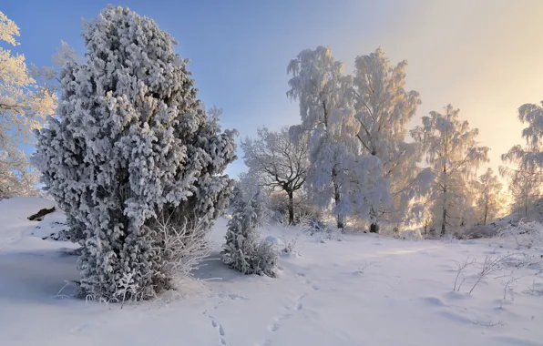 Картинка зима, снег, деревья, Швеция, Sweden, Södermanland, Vagnhärad