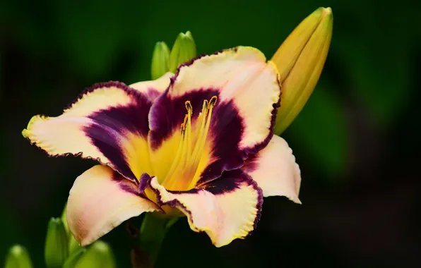 Картинка цветок, лилия, бело-сиреневая