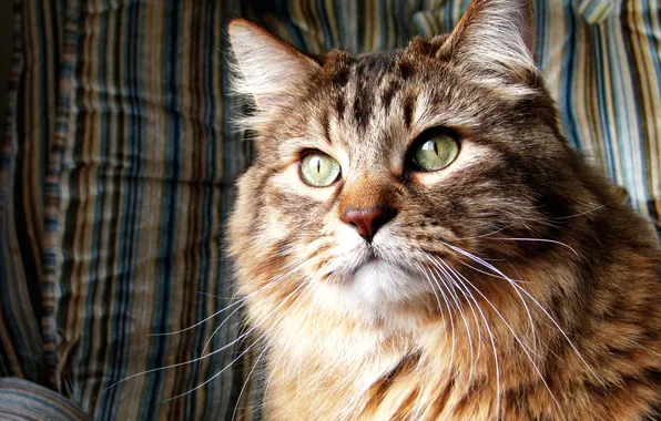 Картинка кошка, Кот, норвежская лесная кошка