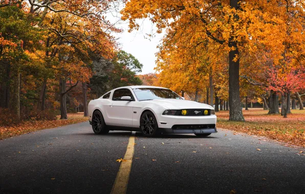 Картинка Mustang, Ford, white, '2009