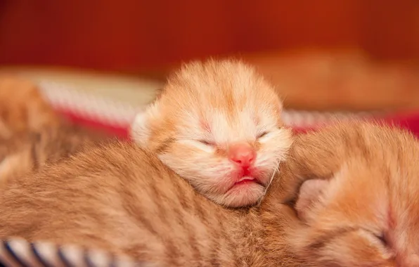 Кошка, поза, котенок, мордашка