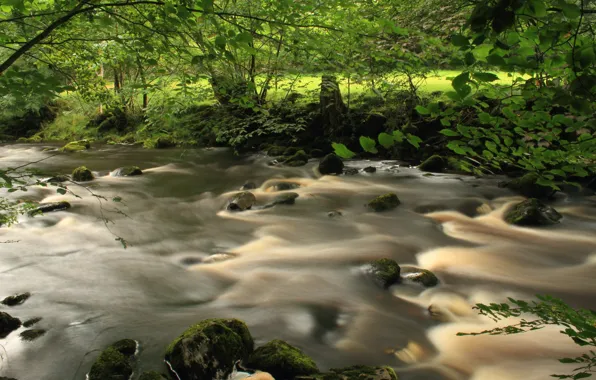 Картинка зелень, река, green, поток, Лето, summer, river