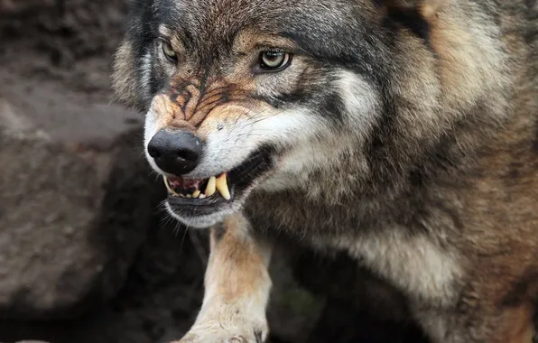 Картинка nature, predator, animal, wolf, wildlife, portrait, portrait., Canis lupus. face