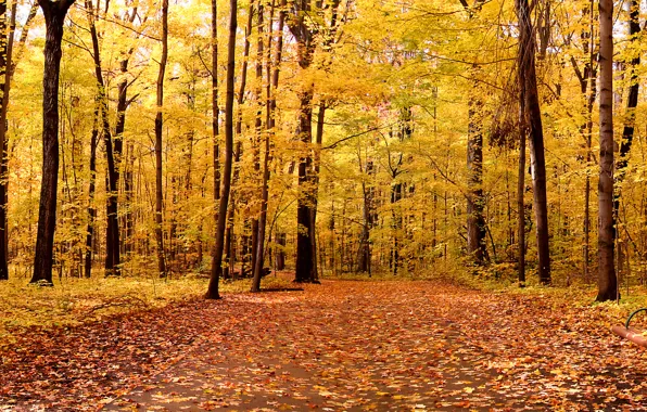 Осень, листья, деревья, пейзаж, природа, парк, trees, landscape