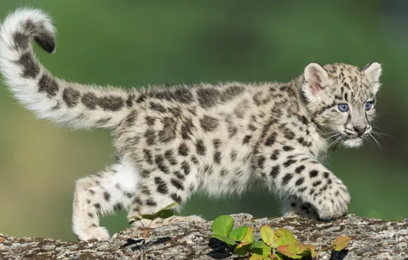Картинка leopard, animal, wildlife, snow leopard cub