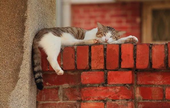 Кот, стена, отдых, лапы