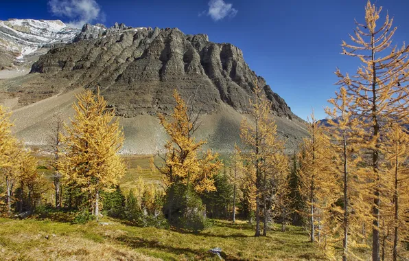 Осень, деревья, горы, Канада, Альберта, temple mountain