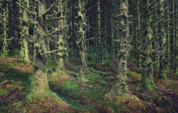 Forest, trees, woods, wilderness, scotland