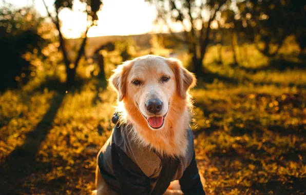 Картинка пёс, Золотистый ретривер, golden retriever, охотничья собака, hunting dog, Helena Lopes