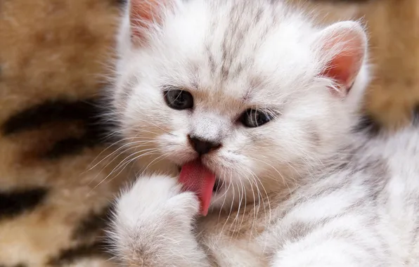 Язык, кошка, взгляд, поза, котенок, серый, малыш, мех