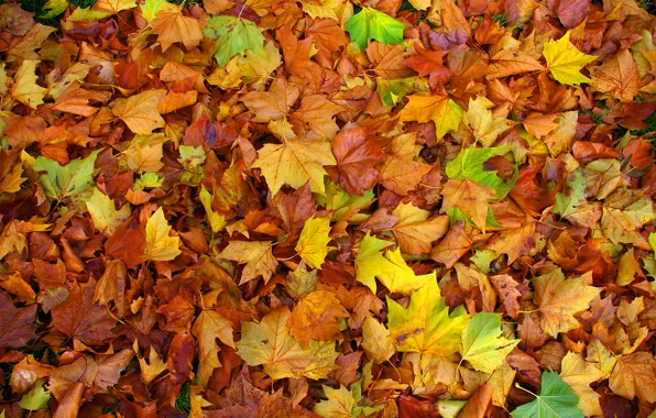 Осень, листья, ковер, цвет, клен