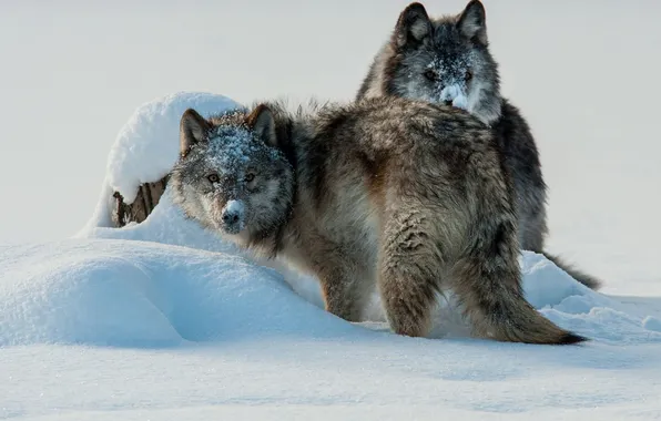 Predator, wolf, portrait, portrait., Canis lupus. face