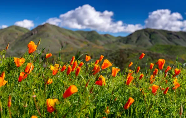 Цветы, луг, Калифорния, California, эшшольция калифорнийская, Walker Canyon, калифорнийские маки