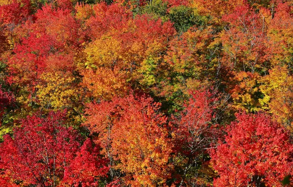 Картинка осень, лес, листья, деревь, багрянец