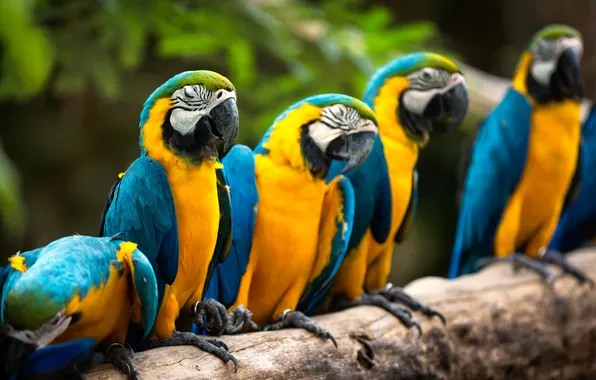 Птицы, природа, попугаи, Macaws