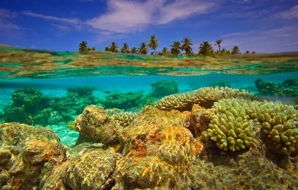 Картинка вода, пальмы, остров, кораллы, индийский океан, Мальдивские острова, сплит, подводная съёмка