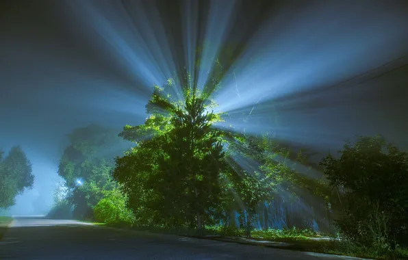 Картинка свет, пейзаж, ночь, дерево, улица