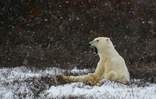 Картинка winter, polar bear, snowing, laziness, yawning