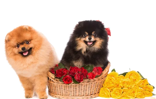 Взгляд, цветы, корзина, розы, пушистые, Dogs, шпиц, Spitz