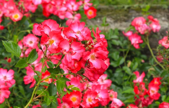 Red, flower, roses