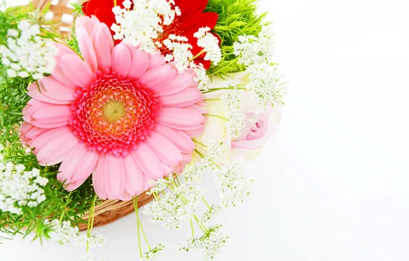 Розовый, герберы, flowers