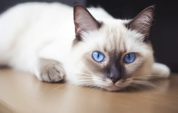 Кошка, кот, взгляд, поза, лежит, голубые глаза, мордашка, сиамский